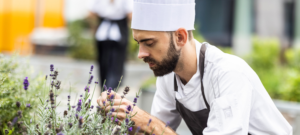 Gastronom plukker lavendel